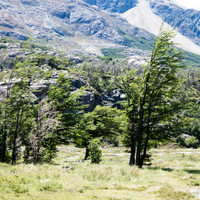 baeme-pflanzen-windzeichen.jpg <strong>Die Pflanzenwelt zeigt <strong>in ihrer Wuchsform </strong>deutliche Windzeichen </strong>