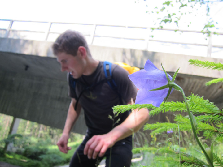 <span><strong>Die Zeit für den Blick auf Details muss sein. Glockenblume vor dem Flo und der A10.</strong> <span class=>© Timo Moser</span> </span>