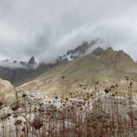 IMG_0732.jpg <span><strong>Gletscherflora</strong> <span class=>© Timo Moser</span> </span>