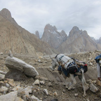 IMG_0737.jpg <span><strong>Wer noch nie einen Esel auf einem Gletscher gesehen hat, der sehe und staune jetzt</strong> <span class=>© Timo Moser</span> </span>