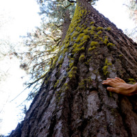 img_6198.jpg <span><strong>Erster Vegetationskontakt mit einem der riesigen Sequoia Bäume</strong> <span class=>© Timo Moser</span></span>