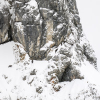 Gämse auf der Suche nach freigeblasenen Pflanzenresten