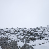 Gämsen am Ausstieg beobachten alles argwöhnisch