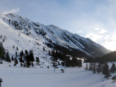 Verschneiter Winterwald