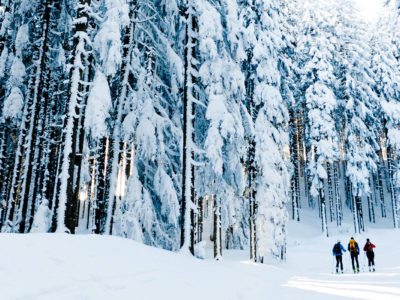 Verschneiter Wald