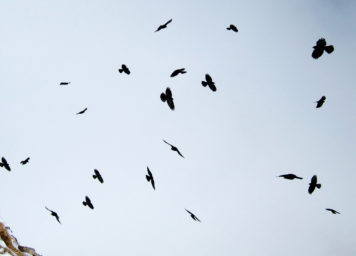 Thumbnail http://Dohlen%20in%20der%20Nähe%20des%20Gipfels