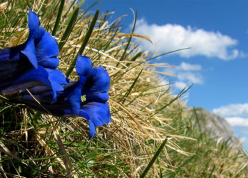 Thumbnail http://Blühender%20Enzian