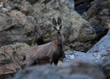 Thumbnail http://Gams%20im%20alpinen%20Dachsteingebirge