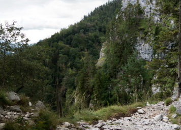 Thumbnail http://Gams%20aus%20PVC%20bei%20Kiefer