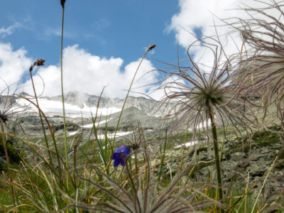Hochalmspitze-Alpengeisbart