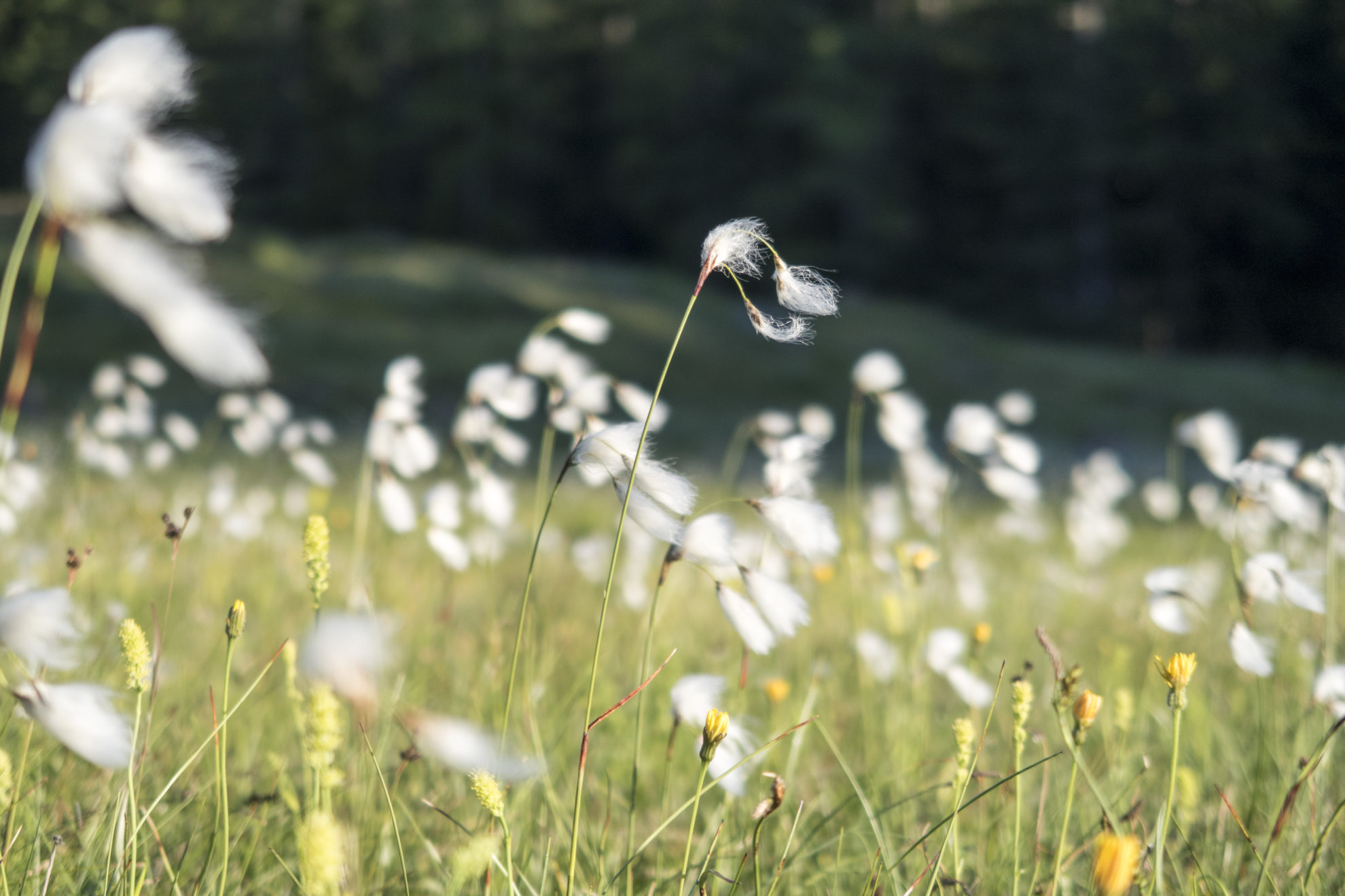 Wollgras im Morgenlicht auf einem Berg mit Waldlichtung und Almwiese