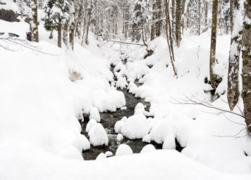 Thumbnail http://Eingeschneites%20Bachbett%20mit%20Schneegupfe%20auf%20den%20Steinen%20und%20Wald